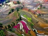 Thierry Bornier